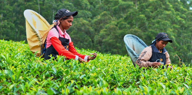 Fresh and healthy Ceylon tea